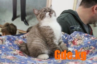 Академия кошачьей красоты