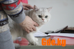 Академия кошачьей красоты
