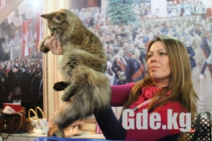 Академия кошачьей красоты Академия кошачьей красоты