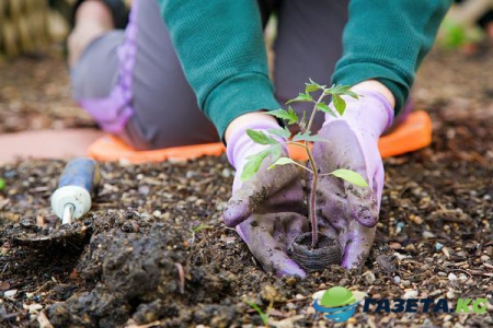 Лунный календарь садовода и огородника на 2017 год